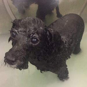 お風呂トイプー