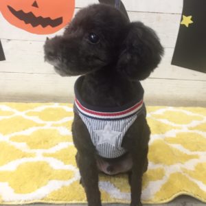 仕上がりトイプー