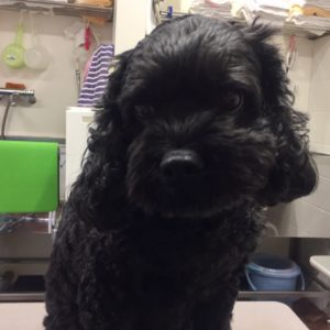 よろしくミックス