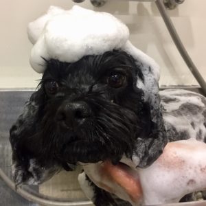 シャンプーミックス