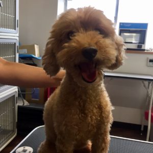 よろしくトイプー