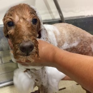 シャンプートイプー