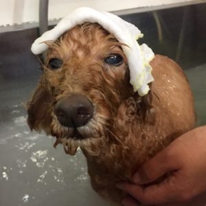 お風呂トイプー