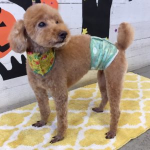 仕上がりトイプー