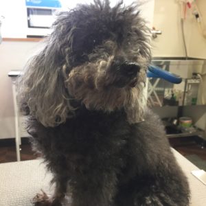 よろしくトイプー