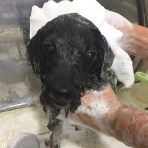 シャンプートイプー