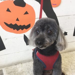 仕上がりトイプー