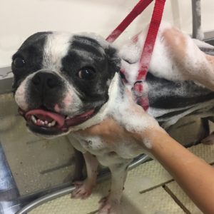 シャンプーボストン