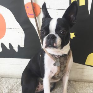 仕上がりボストン