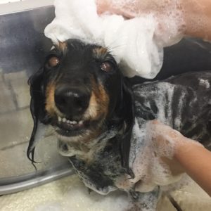 シャンプーダックス