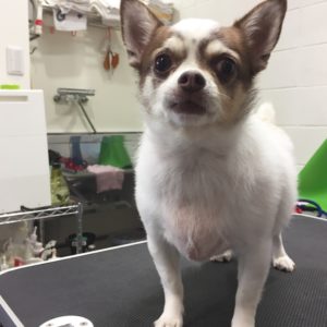 よろしくチワワ