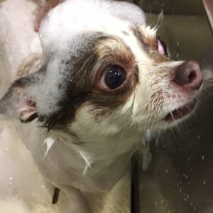 シャンプーチワワ