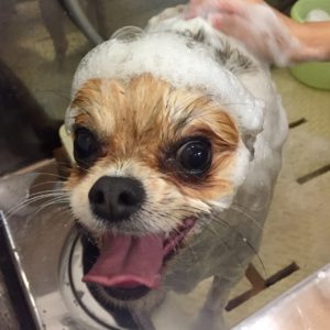 シャンプーミックス