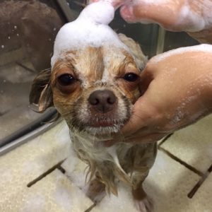 シャンプーチワワ