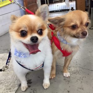 仕上がりミックス&チワワ