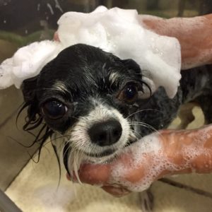 シャンプーチワワ