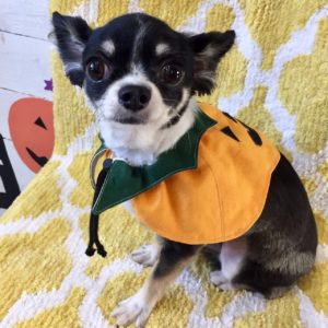 仕上がりチワワ