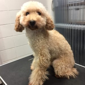 よろしくトイプー