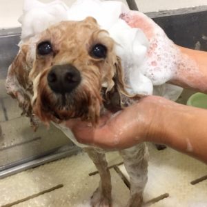 シャンプートイプー