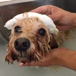 お風呂トイプー