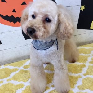 仕上がりトイプー