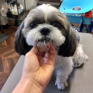 よろしくシーズー