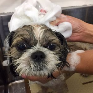 シャンプーシーズー