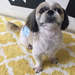 仕上がりシーズー