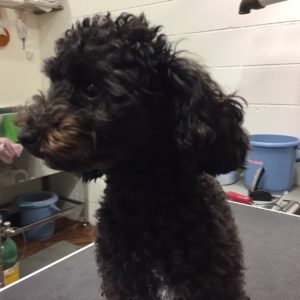 よろしくトイプー