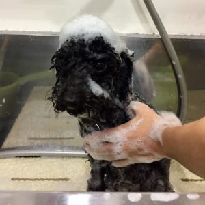 シャンプートイプー