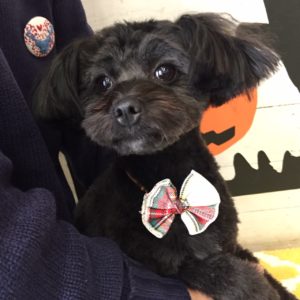 仕上がりトイプー