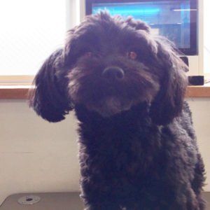 よろしくミックス