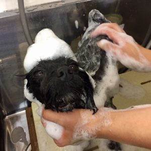 シャンプーミックス