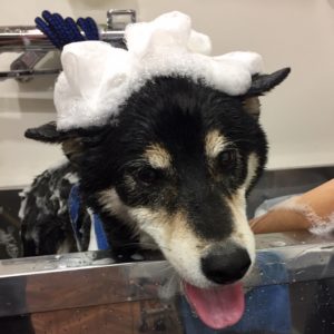 シャンプーしば