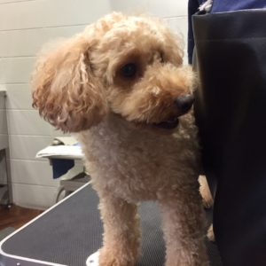 よろしくトイプー