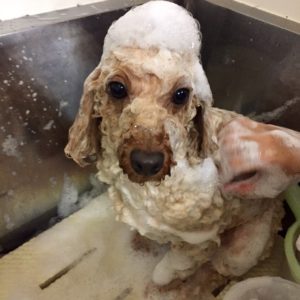 シャンプートイプー