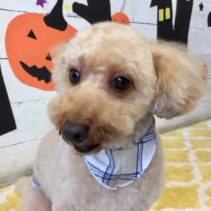 仕上がりトイプー