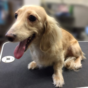 よろしくダックス