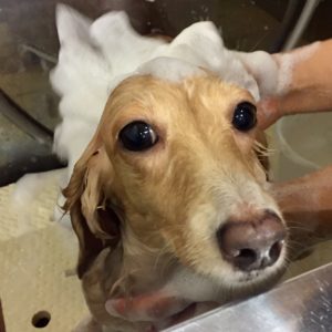 シャンプーダックス