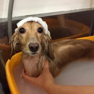 お風呂ダックス