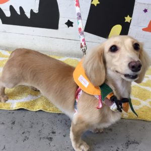 仕上がりダックス