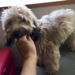 よろしくミックス