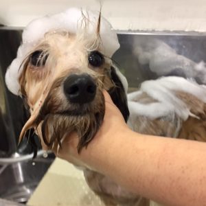 シャンプーミックス