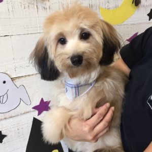 仕上がりミックス