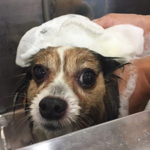 シャンプーパピヨン