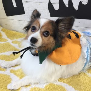 仕上がりパピヨン