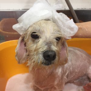 シャンプーミックス