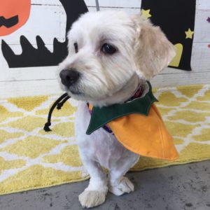 仕上がりミックス