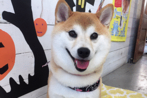 モモちゃんアイキャッチ