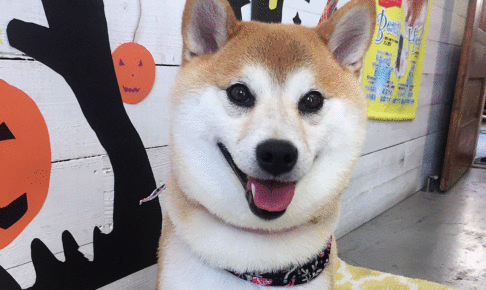 モモちゃんアイキャッチ